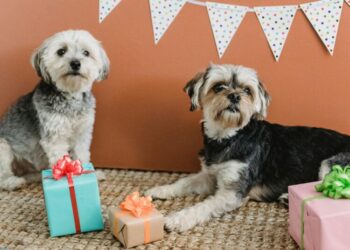 Why it’s important to treat your pets with presents