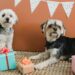 Why it’s important to treat your pets with presents